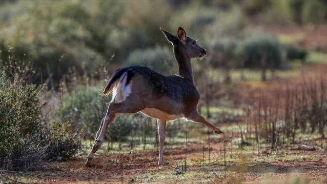 Anavatanı Türkiye olan alageyiklerin yaşam alanı artıyor