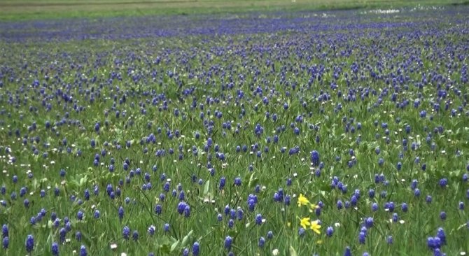 Kahramanmaraş'ta Sümbül Vadisi öksüz kaldı
