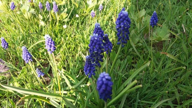 Kahramanmaraş'ta Sümbül Vadisi öksüz kaldı