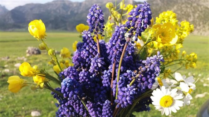 Kahramanmaraş'ta Sümbül Vadisi öksüz kaldı