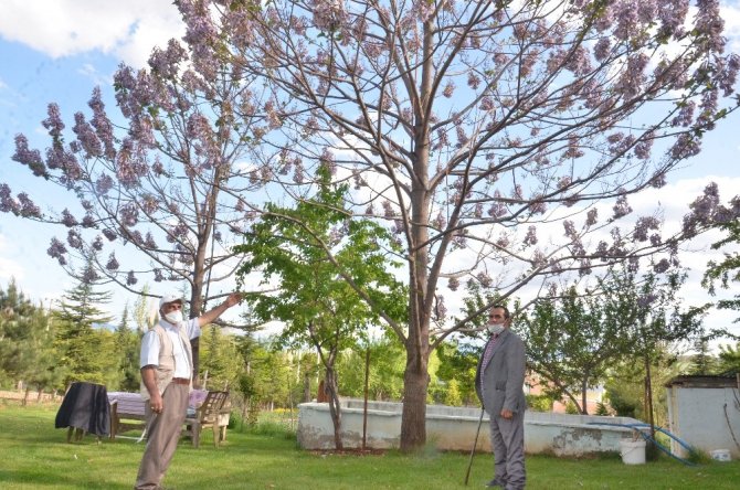 Elbistan'da Dünyanın en hızlı büyüyen ağacını büyüttü