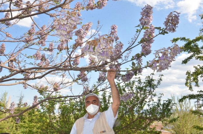 Elbistan'da Dünyanın en hızlı büyüyen ağacını büyüttü