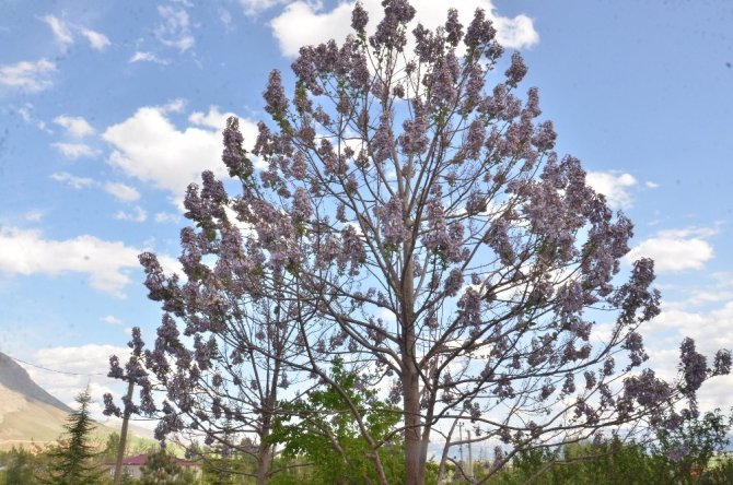 Elbistan'da Dünyanın en hızlı büyüyen ağacını büyüttü