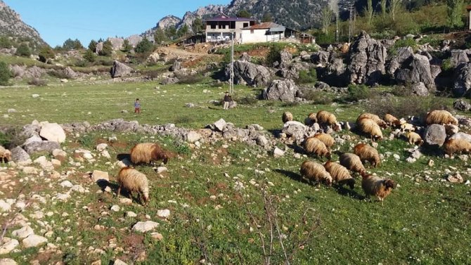 Kahramanmaraş’ta çobanlar sürüleriyle yaylaya çıktı