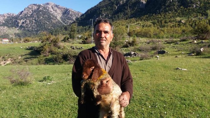 Kahramanmaraş’ta çobanlar sürüleriyle yaylaya çıktı