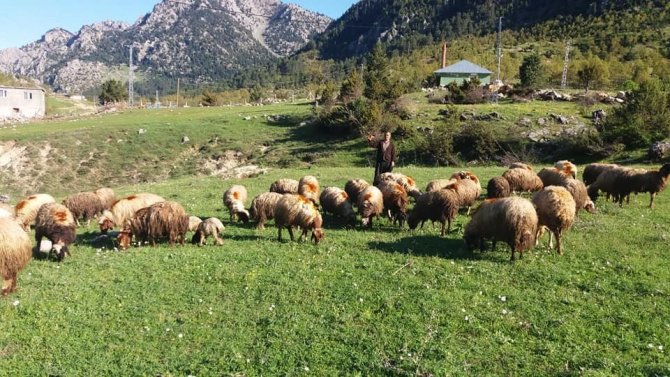 Kahramanmaraş’ta çobanlar sürüleriyle yaylaya çıktı