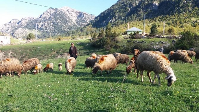 Kahramanmaraş’ta çobanlar sürüleriyle yaylaya çıktı
