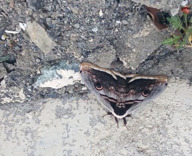 ’Tavus kelebeği’ Elbistan’da görüldü