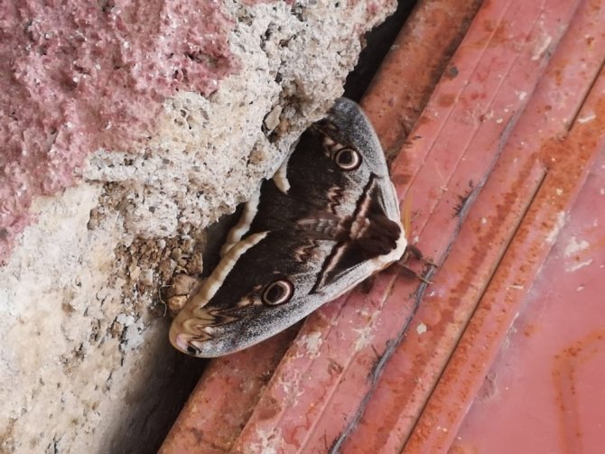 ’Tavus kelebeği’ Elbistan’da görüldü