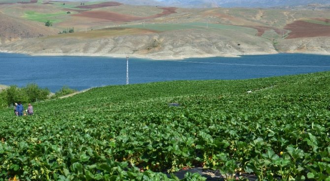 Yediveren çileğinde hasat serüveni başladı