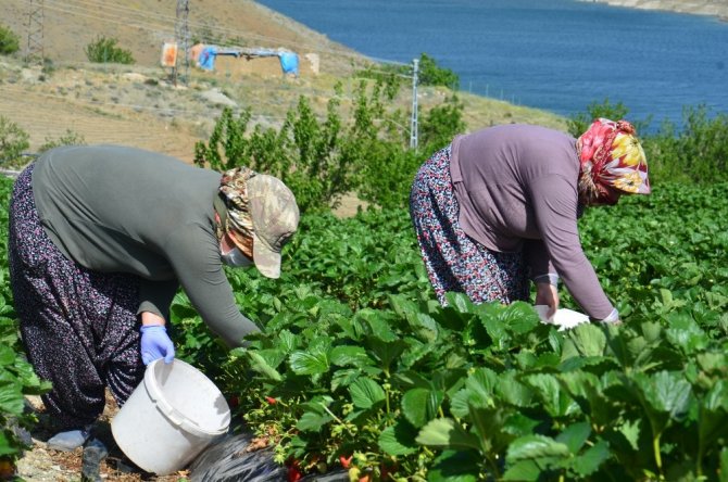 Yediveren çileğinde hasat serüveni başladı
