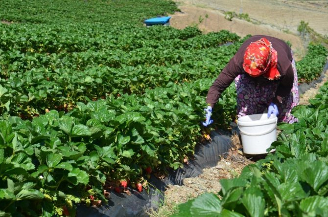 Yediveren çileğinde hasat serüveni başladı
