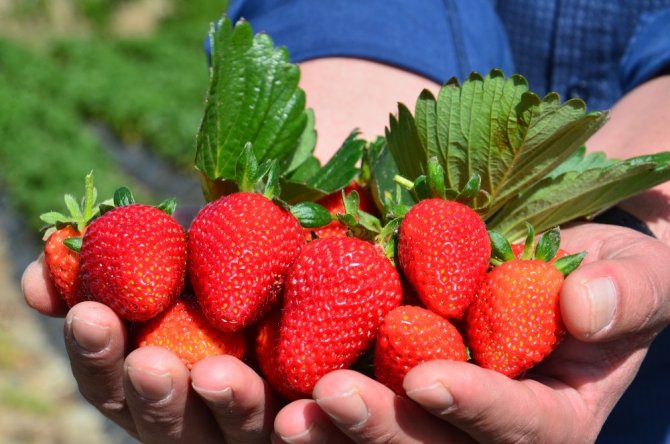 Yediveren çileğinde hasat serüveni başladı