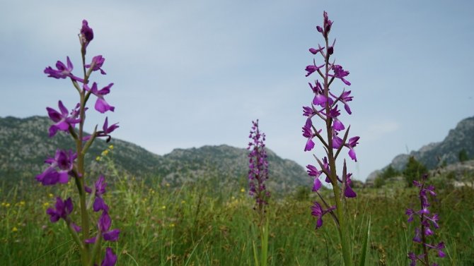 Çiçek açan "yabani orkideler" görsel şölen sunuyor
