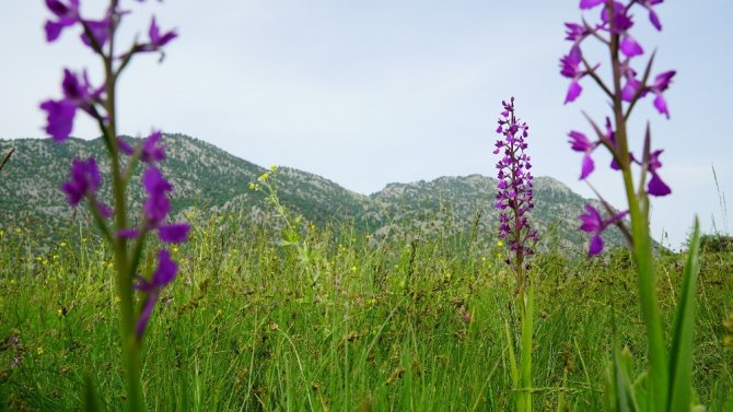 Çiçek açan "yabani orkideler" görsel şölen sunuyor