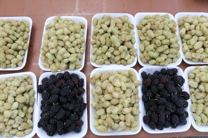 Şifa deposu ‘dut’ tezgahlarda yerini aldı