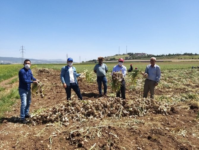 Sarmısak tarlada 15 liraya alıcı buluyor