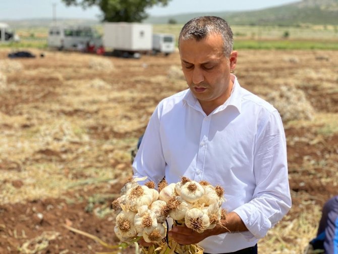 Sarmısak tarlada 15 liraya alıcı buluyor