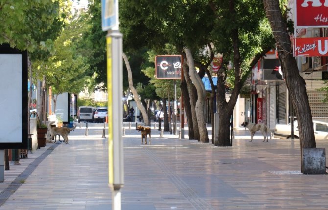 Kahramanmaraş'ta sokaklar köpeklere kaldı