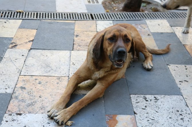 Kahramanmaraş'ta sokaklar köpeklere kaldı