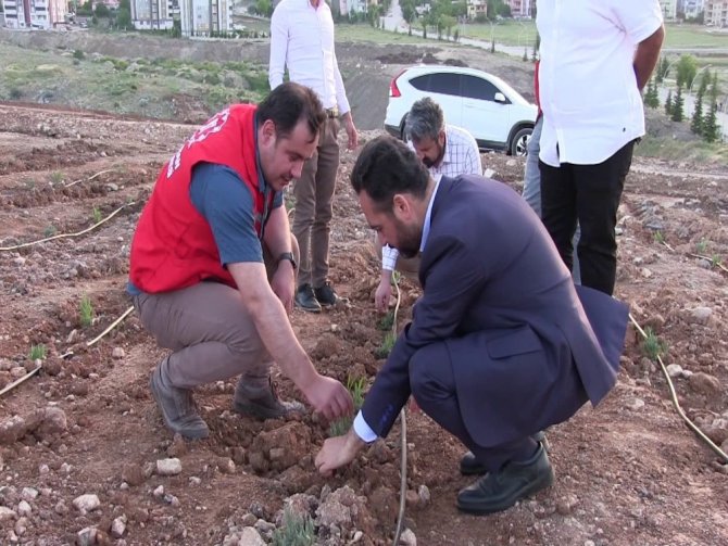 Elbistan'da lavanta fideleri toprakla buluştu