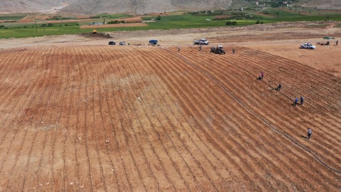 Elbistan'da lavanta fideleri toprakla buluştu