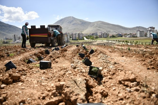 Elbistan'da lavanta fideleri toprakla buluştu