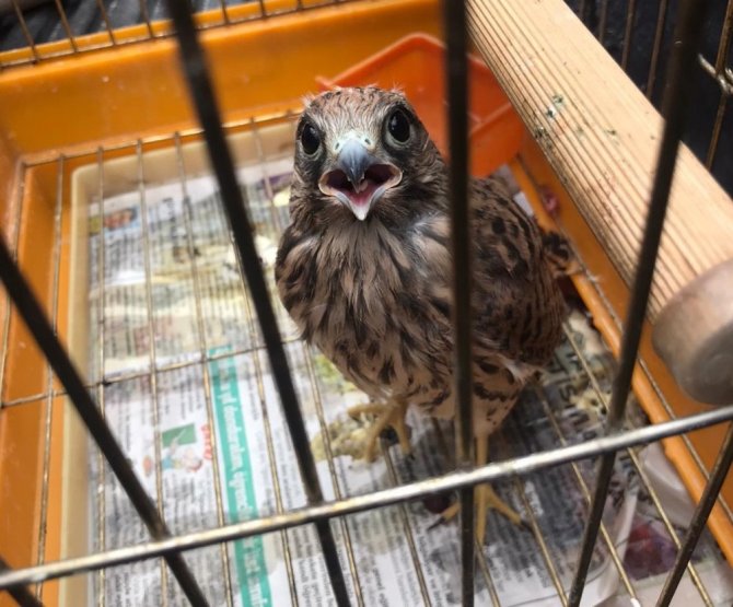 Polis, yaralı şahini görevlilere teslim etti