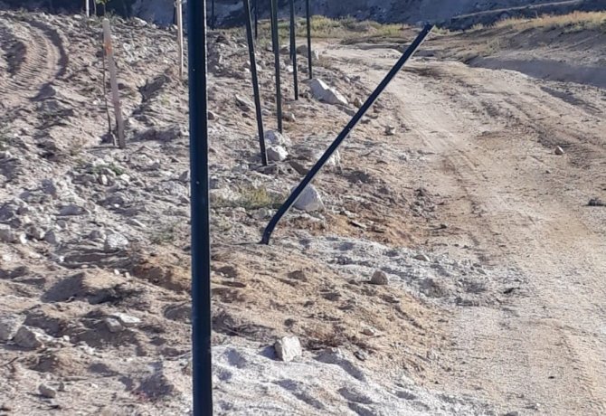 Örnek gösterilen bahçedeki armut fidanlarına zarar verdiler