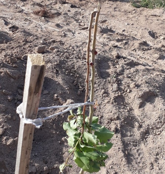 Örnek gösterilen bahçedeki armut fidanlarına zarar verdiler