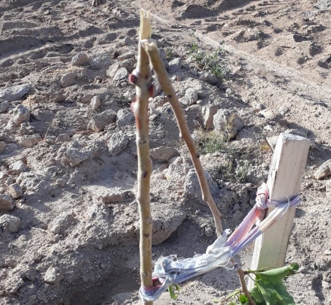 Örnek gösterilen bahçedeki armut fidanlarına zarar verdiler