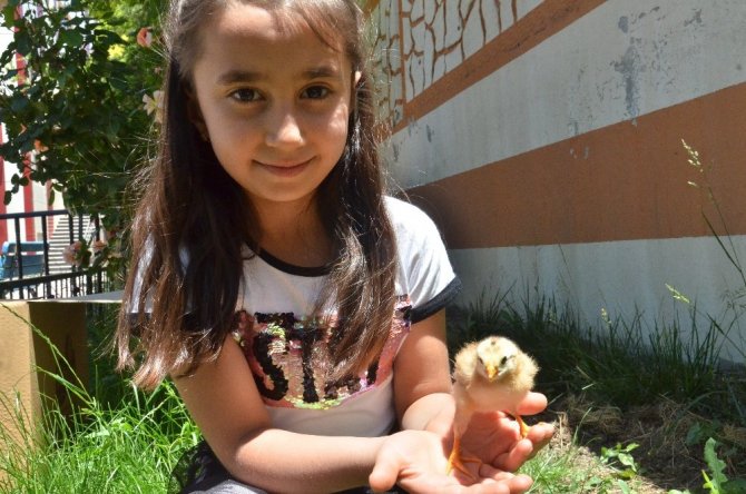 Elbistan'da robotik kodlama ile kuluçka makinesi yaptı