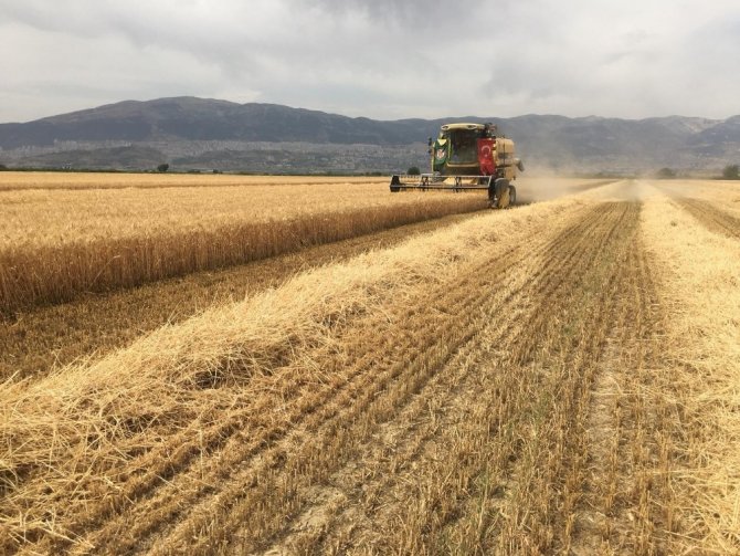 Kahramanmaraş’ta buğday üretiminde ilk 5'de yer alıyor