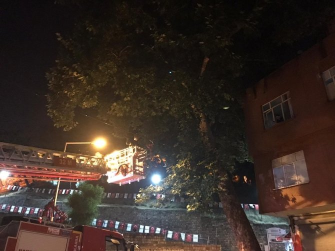 Ağaçta mahsur kalan kediyi itfaiye kurtardı