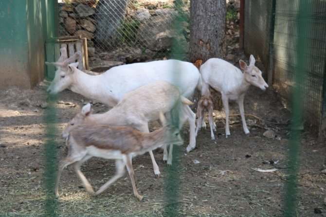 Yavru alageyik yaylanın maskotu oldu