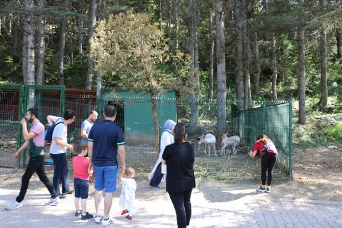 Yavru alageyik yaylanın maskotu oldu
