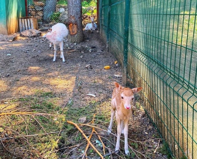 Yavru alageyik yaylanın maskotu oldu