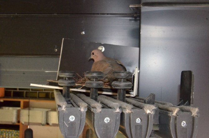 Kumruların yuvasının bozulmasını istemedi