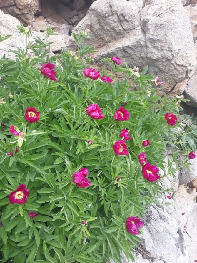 Aman Dikkat!... bu gülü koparanlar yanıyor