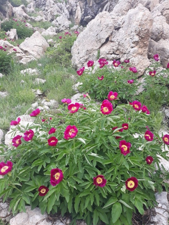 Aman Dikkat!... bu gülü koparanlar yanıyor