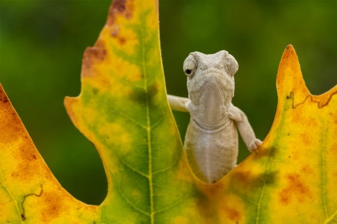 Usta fotoğrafçı Akdeniz bukalemunlarına kafayı taktı