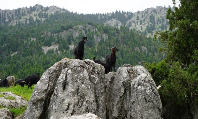 Kahramanmaraş'ta dağ köyünde tek başına yaşıyor
