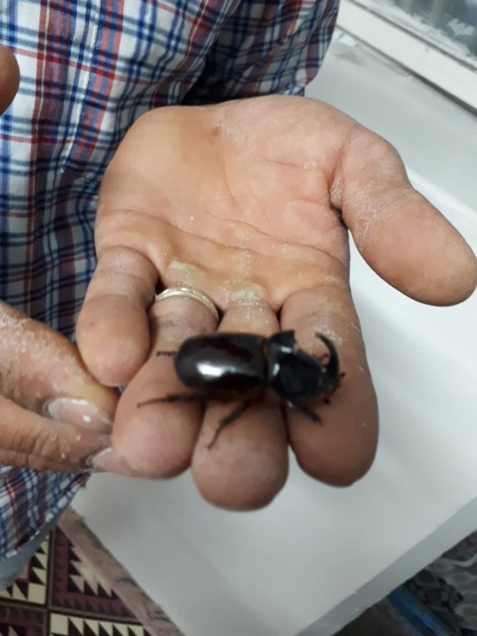 Kahramanmaraş'ta dünyanın en güçlü böceği görüldü