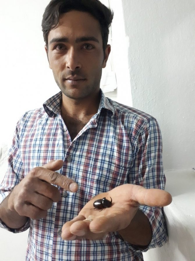 Kahramanmaraş'ta dünyanın en güçlü böceği görüldü