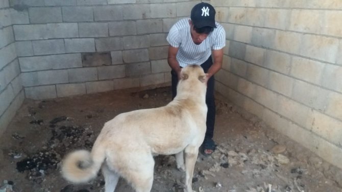 Kahramanmaraş'ta ki bu köpekler tam olarak bir otomobil fiyatı değerinde!