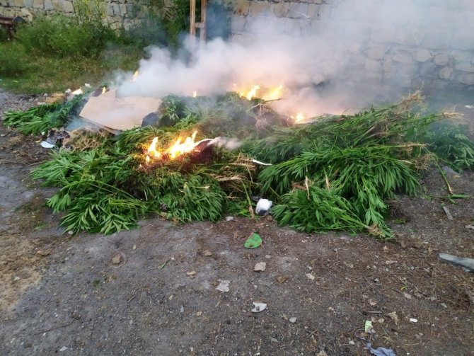 Jandarma affetmedi mısır tarlasında kenevir ekenler yakalandı