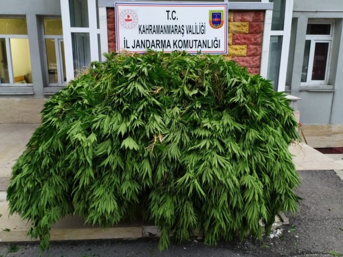 Jandarma affetmedi mısır tarlasında kenevir ekenler yakalandı