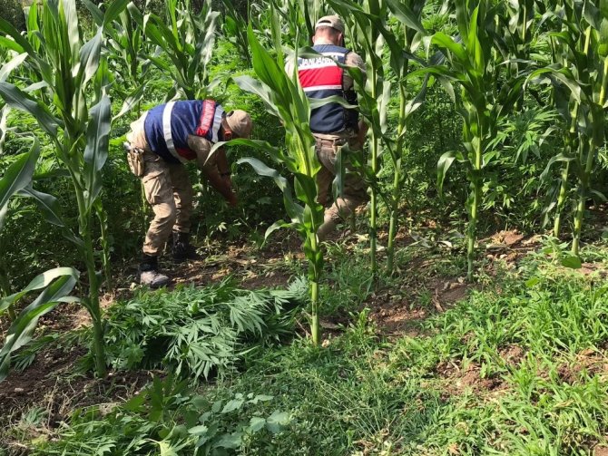 Jandarma affetmedi mısır tarlasında kenevir ekenler yakalandı