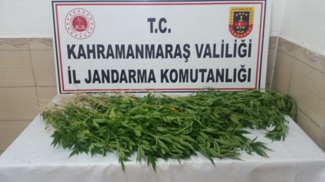 Mısır tarlasında kenevir ele geçirildi