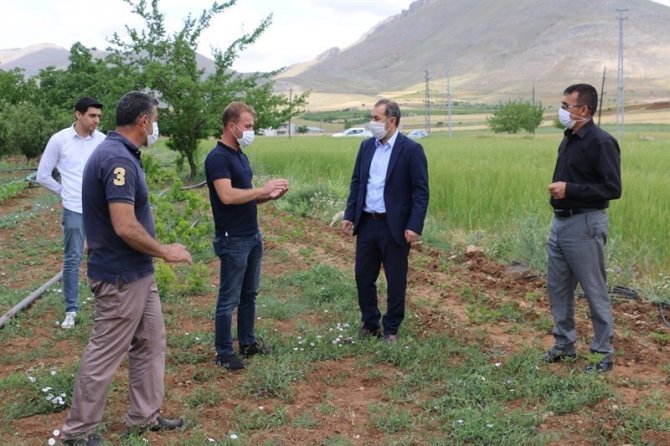 On bin yıllık siyez buğdayı, Ekinözü’nde ilk kez ekildi